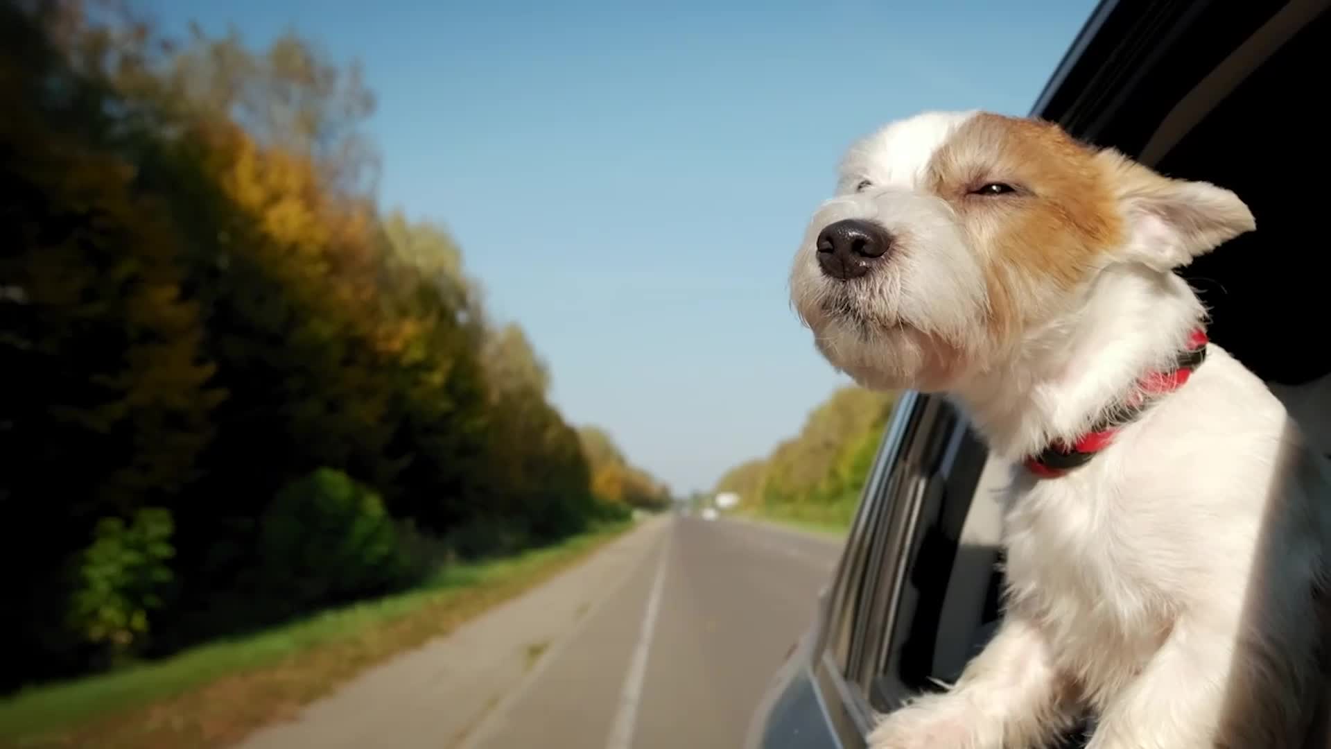 New Florida Bill Could Ban Dogs From Sticking Heads Out Of Moving Cars