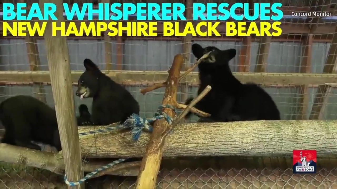 New Hampshire’s Bear Whisperer Helps Raise Black Bears