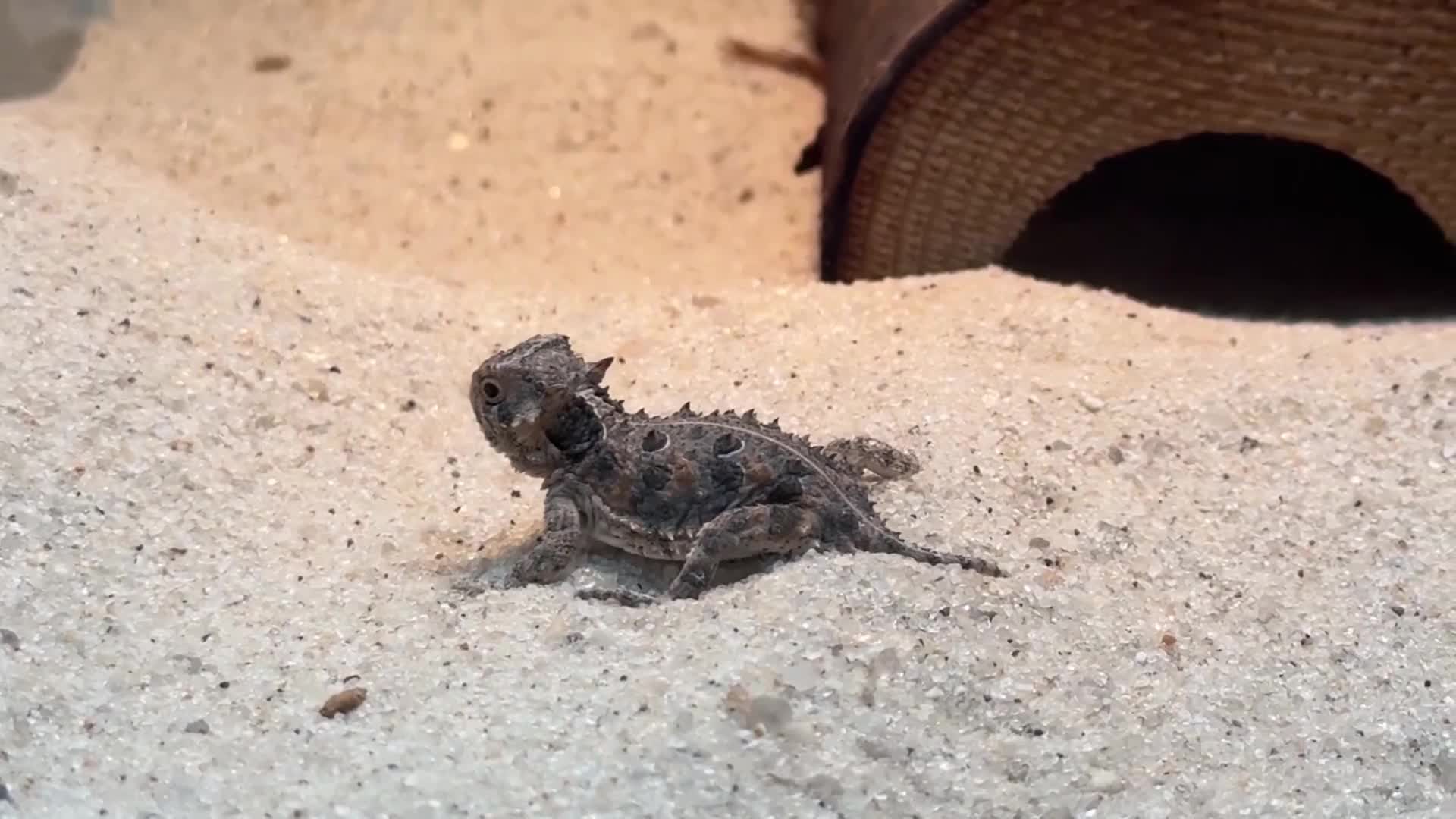 New Horny Toad Hatchlings At Texas Zoo