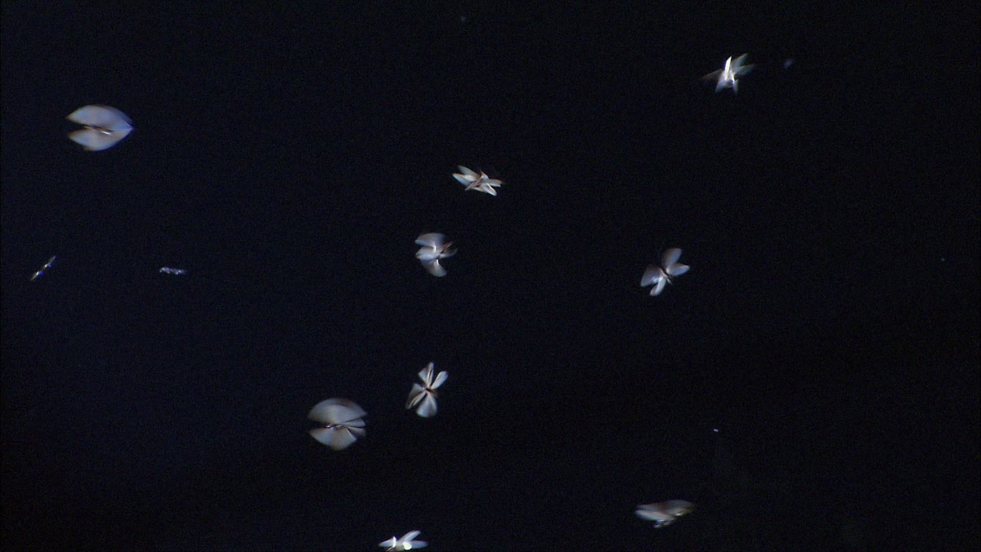 New Insight As To Why Insects Are Drawn To Lights