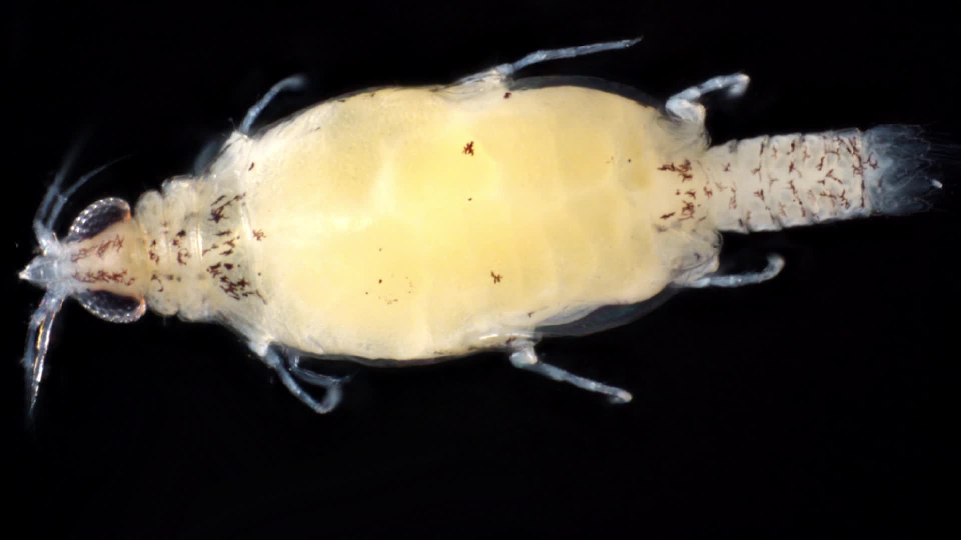 New Species Named After Jimmy Buffett