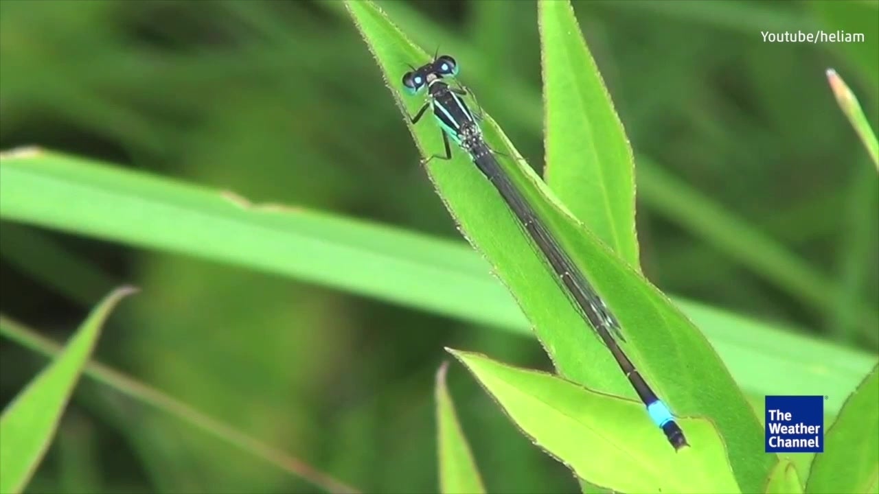 New Studies Show Some Species Genetically Adapting to Climate Change