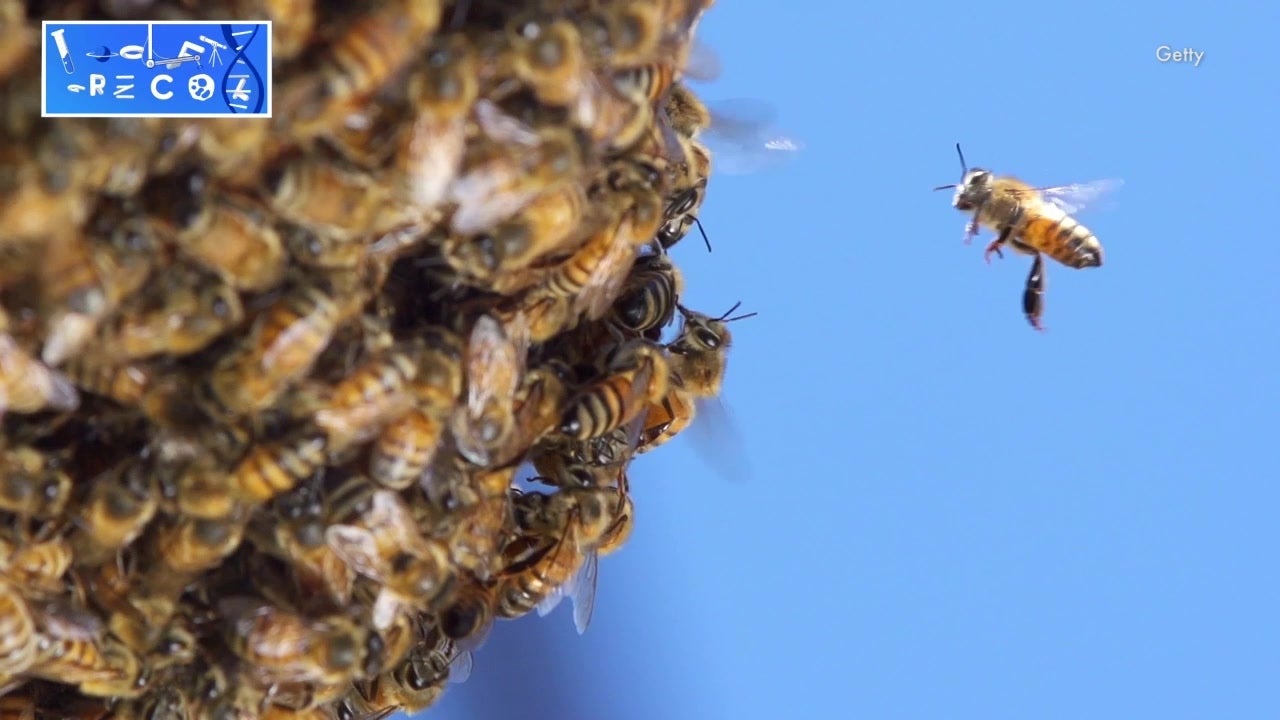 New Study Links Insecticides to Bee Decline