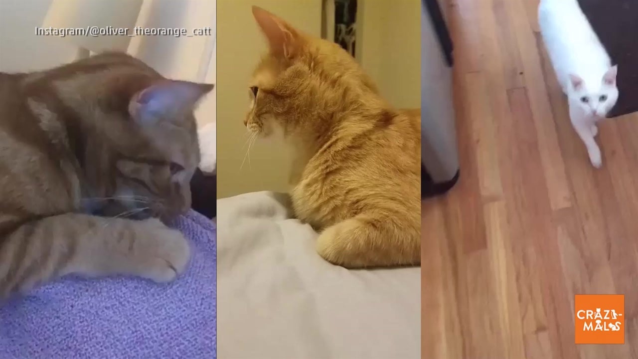 New Study Proves Cats Really Do Like Humans