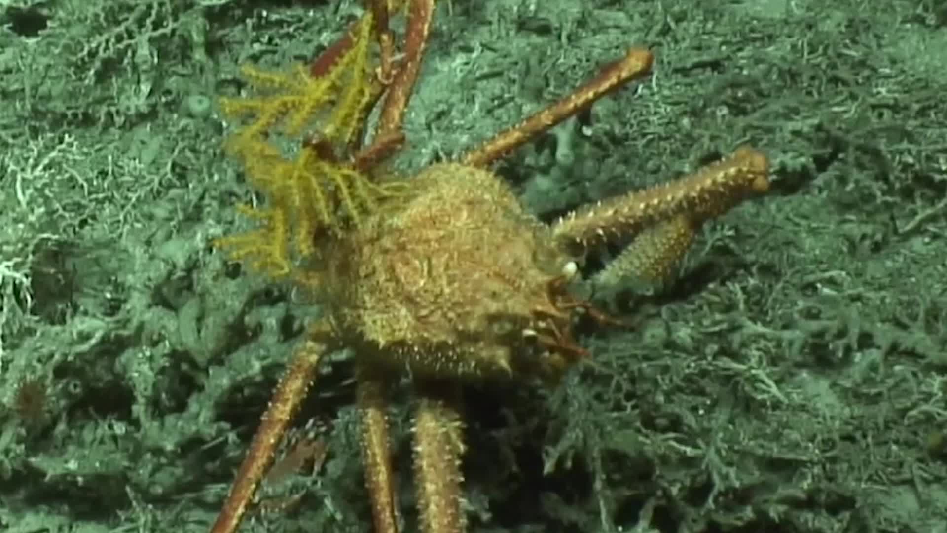 Newly Discovered Species Already Under Threat – Here’s Why