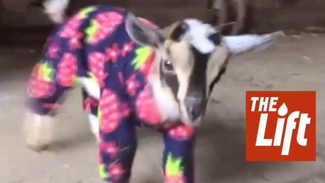 Nigerian Dwarf Goats Play in Pajamas