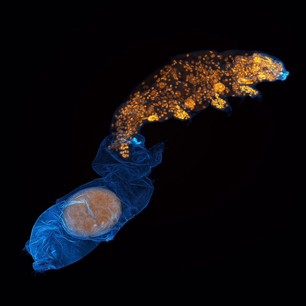 Fluorescence microscopy image of a tardigrade shedding its exoskeleton, with orange cell nuclei and blue outer cuticle