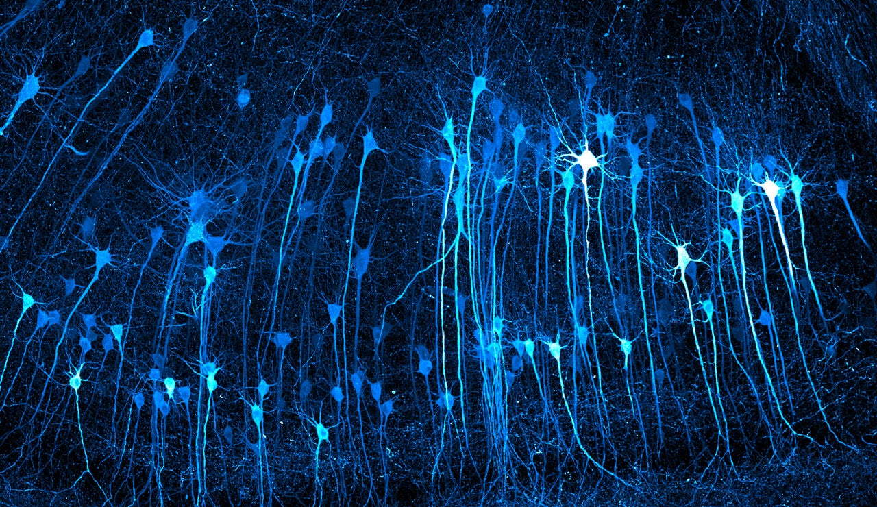 Fluorescent microscopy image of blue-glowing pyramidal neurons with long dendrites against a dark background