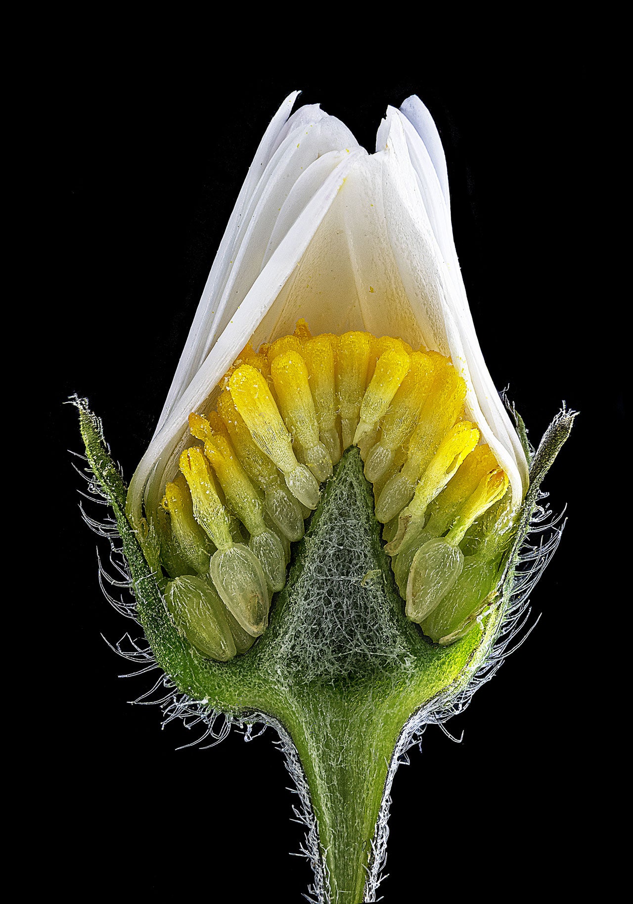 Close-up macro of an unopened daisy flower bud showing white petals and yellow disc florets against a black background