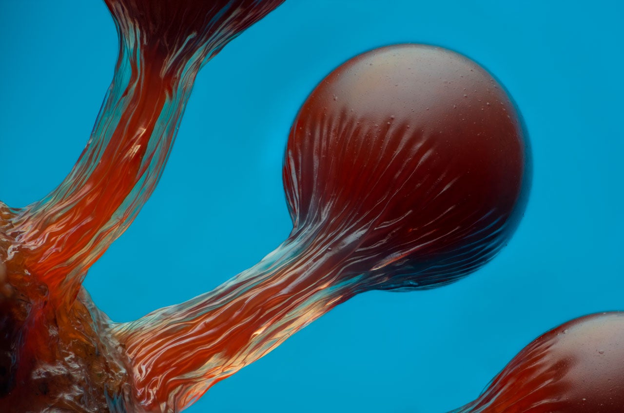 Close-up macro shot of reddish-brown branching bubbles with ribbed texture against a vivid blue background