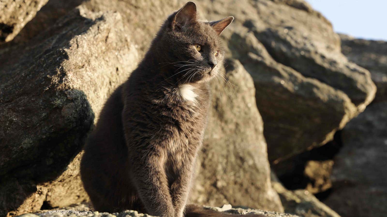 This cat calls one of the world’s wildest weather spots home