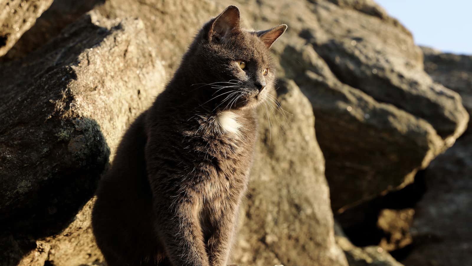 Nimbus the cat rules the summit of Mount Washington