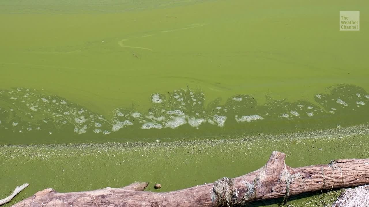NOAA’s Prediction for Harmful Algae on Lake Erie