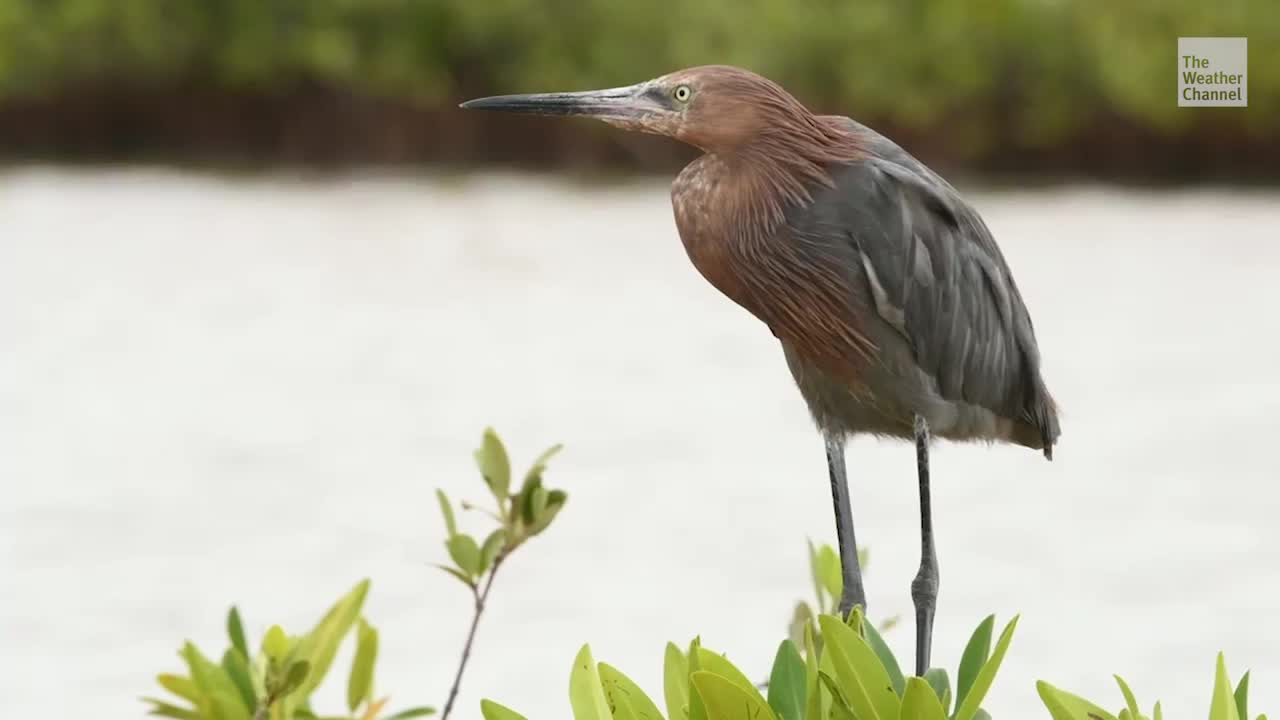 North America Facing 'Bird Emergency'