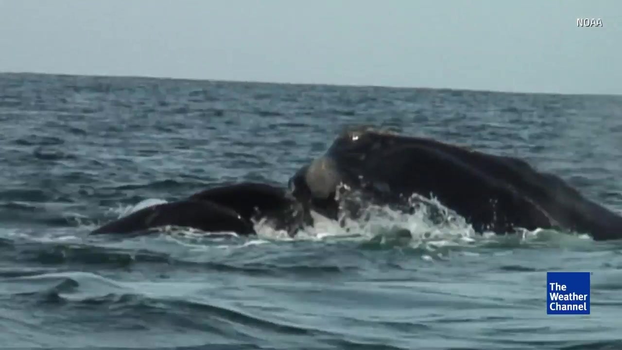 North Atlantic Right Whales on Brink of Extinction?