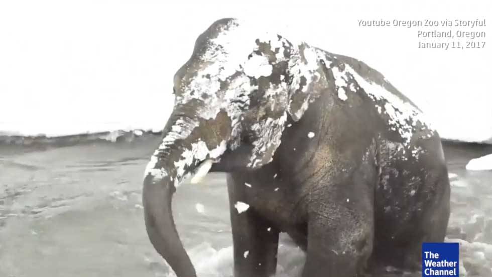 Not all Zoos are Created Equal