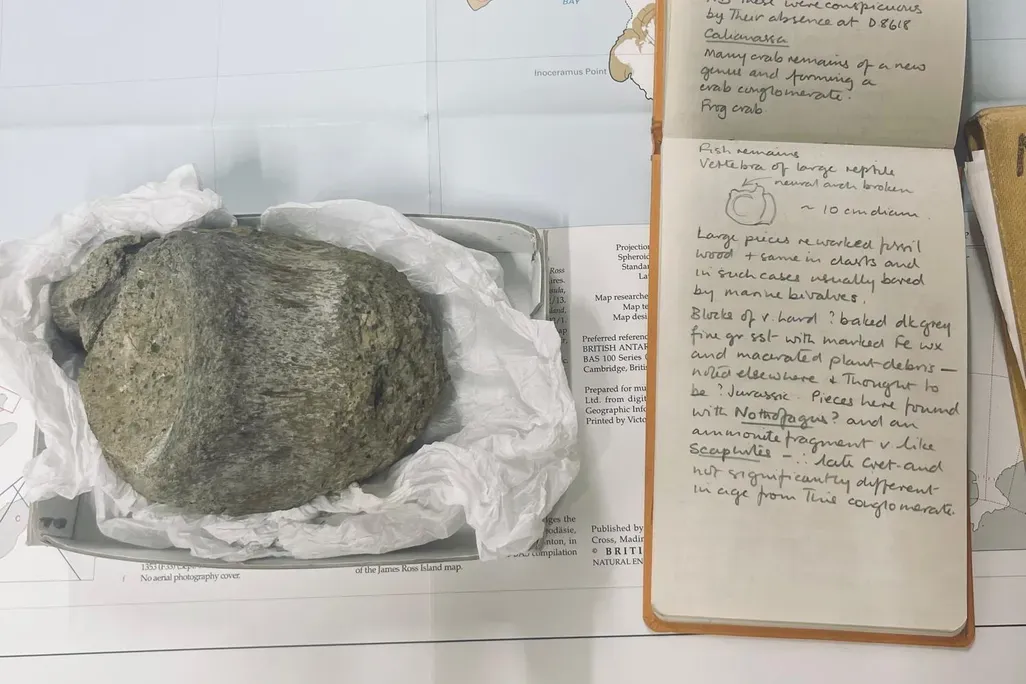 The bone was collected in December 1985 by the late geologist Mike Thomson, who described it as a "vertebra of large reptile" in his field notebook. 
