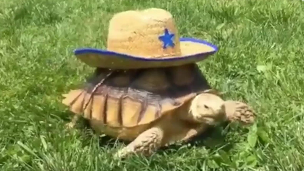 Notortoise Big is NYC's Most Famous Tortoise