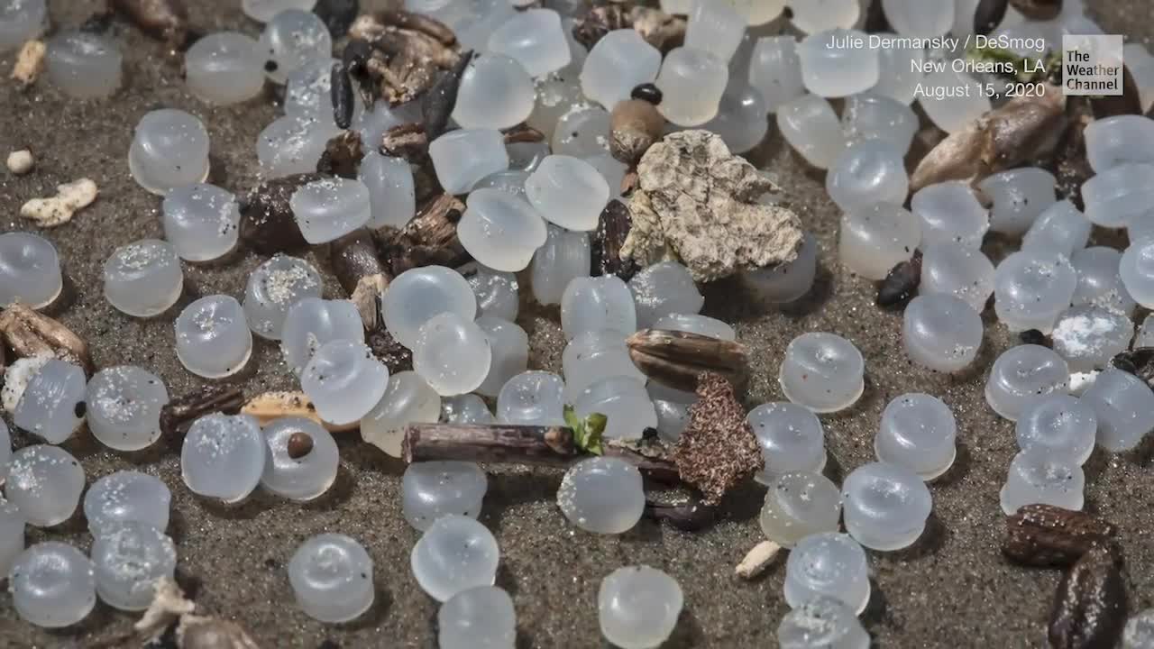‘Nurdle Apocalypse’ in Mississippi River After Plastic Spill
