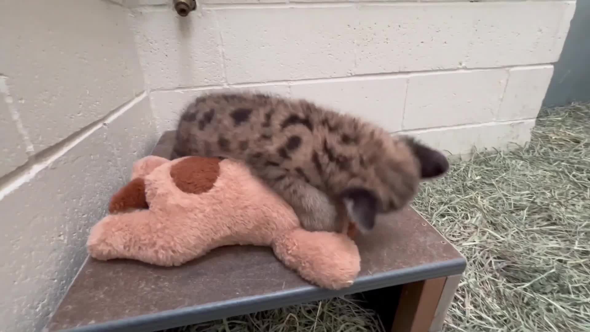 Oakland Zoo Rescues Mountain Lion Cub Found On A Road Alone