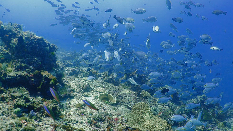 Ocean Heatwaves Getting Worse, Here’s Why That’s a Problem