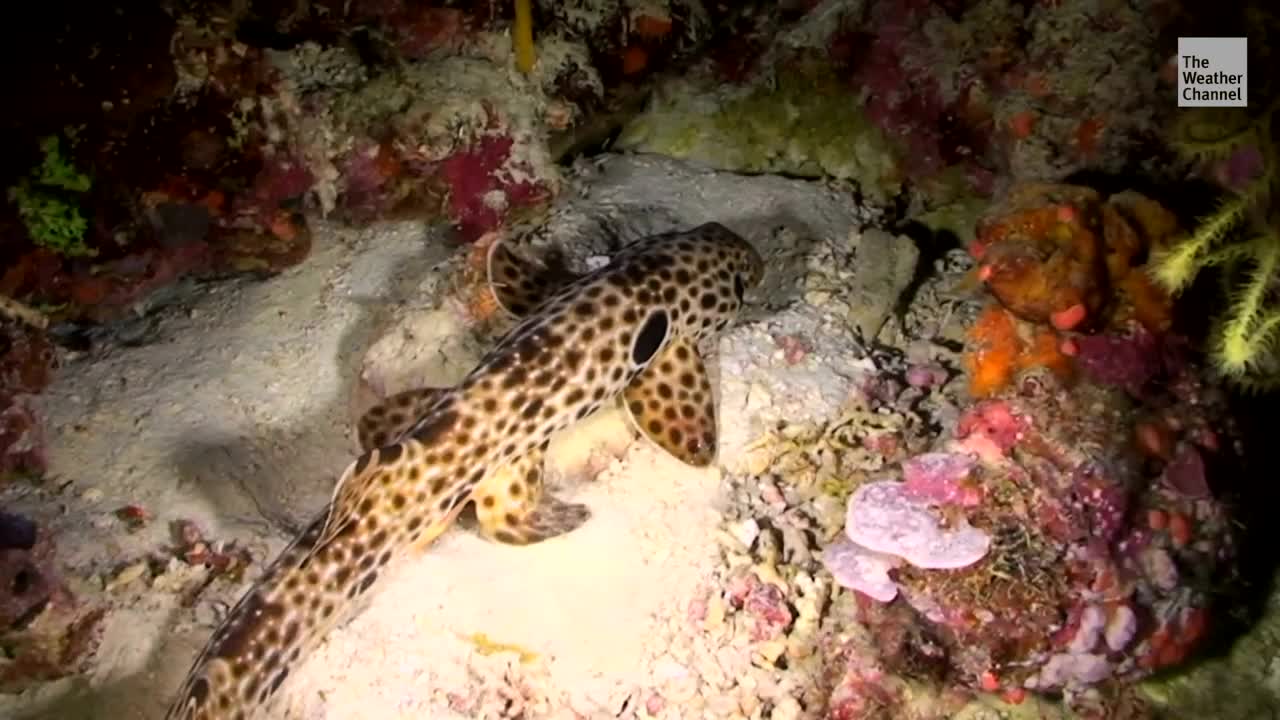 Ocean Warming May Prove too Much for Baby Sharks