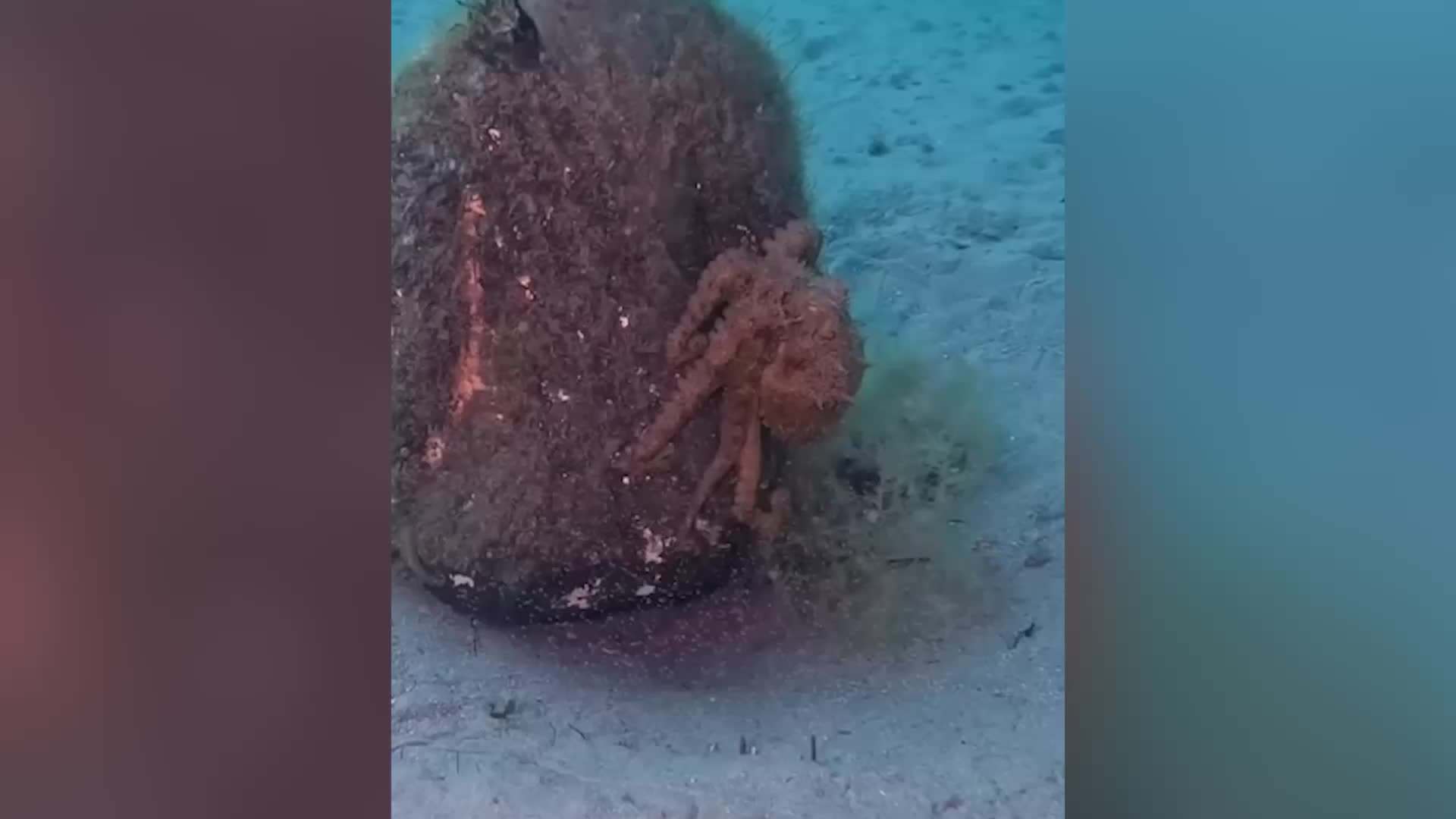 Octopus And Friends Hang Out With Buddha