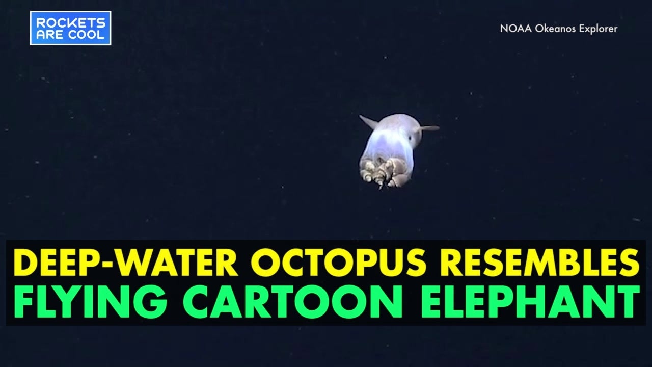 Octopus Looks Like Dumbo, Flaps “Ears” to Move