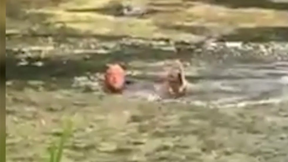 Officer Saves Dog from Lagoon -- Twice