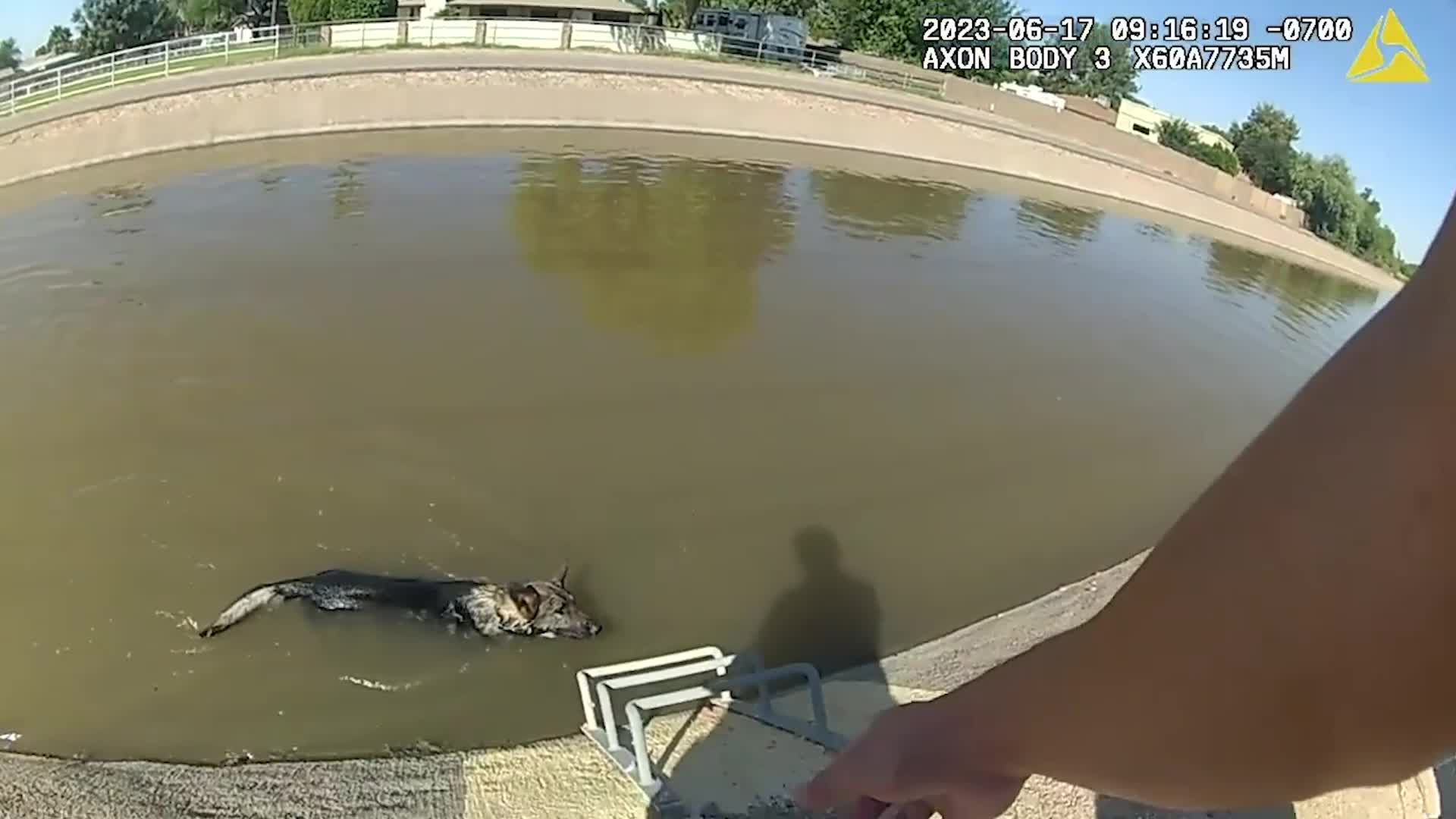 Officers Lure Drowning Dog With Pumpkin Muffin