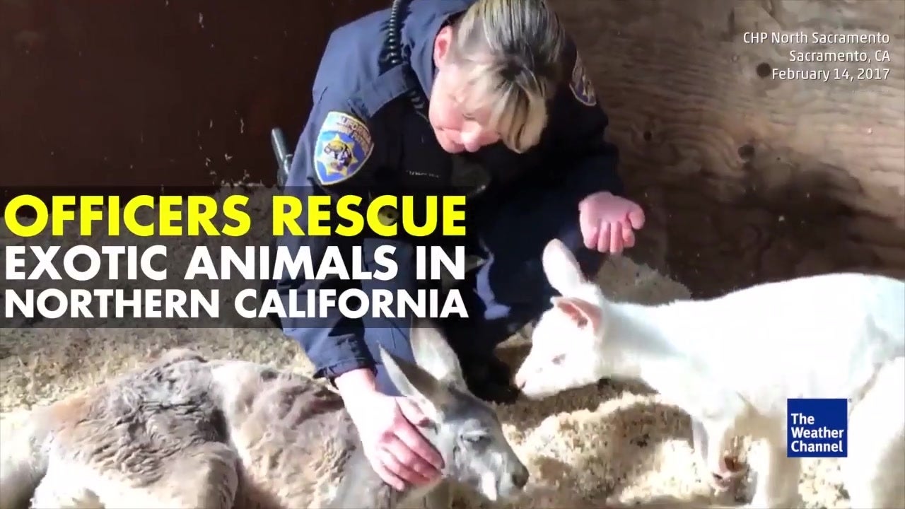Officers Rescue Animals Left in Dam Scare