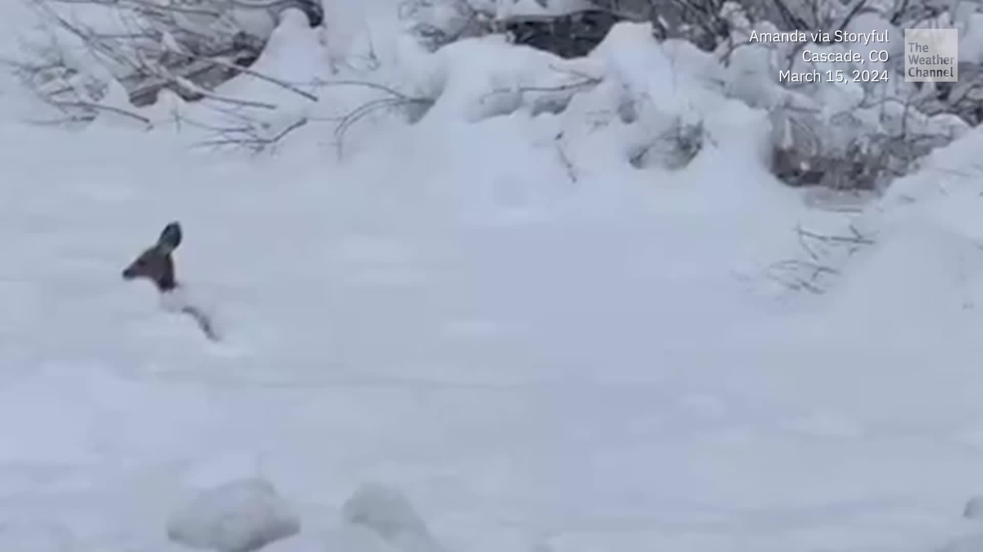 Oh Deer! Up To Its Neck In Snow