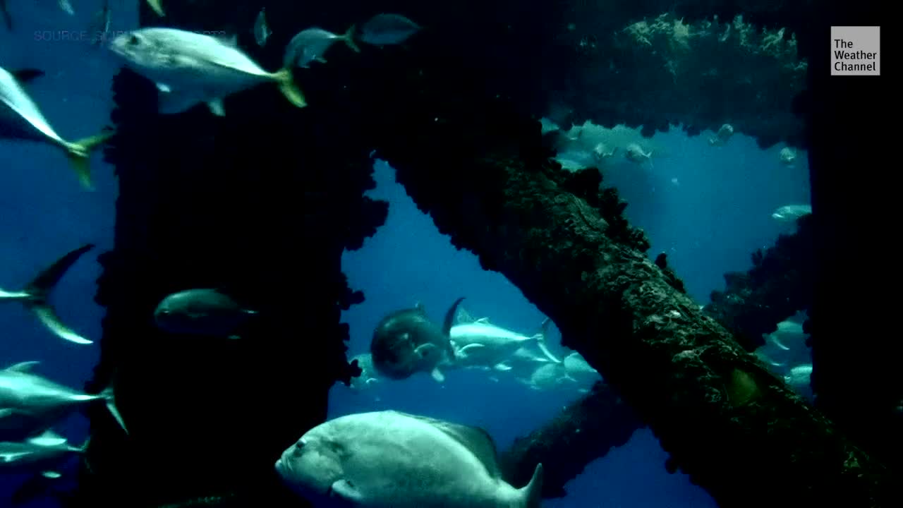 Oil Pollution from BP Spill Found in Thousands of Fish in Gulf