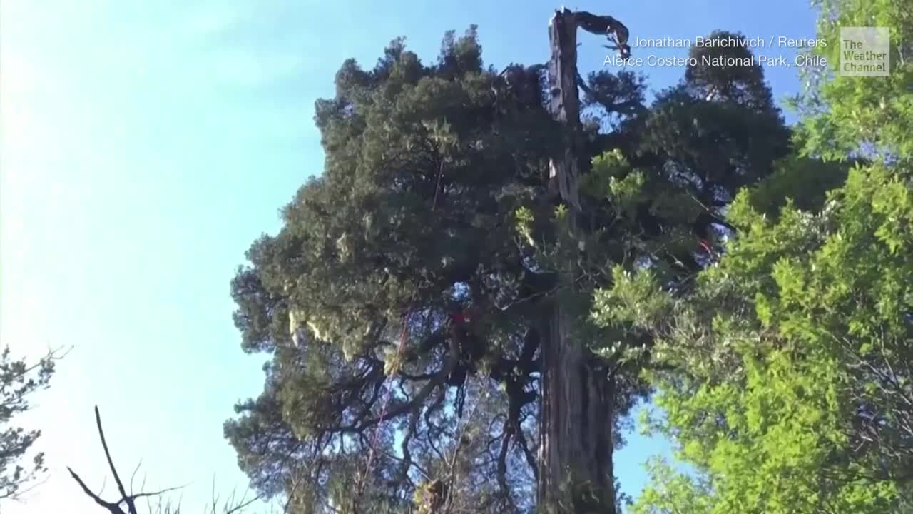 Oldest Tree in the World Could Be in Chile and It&rsquo;s in Danger