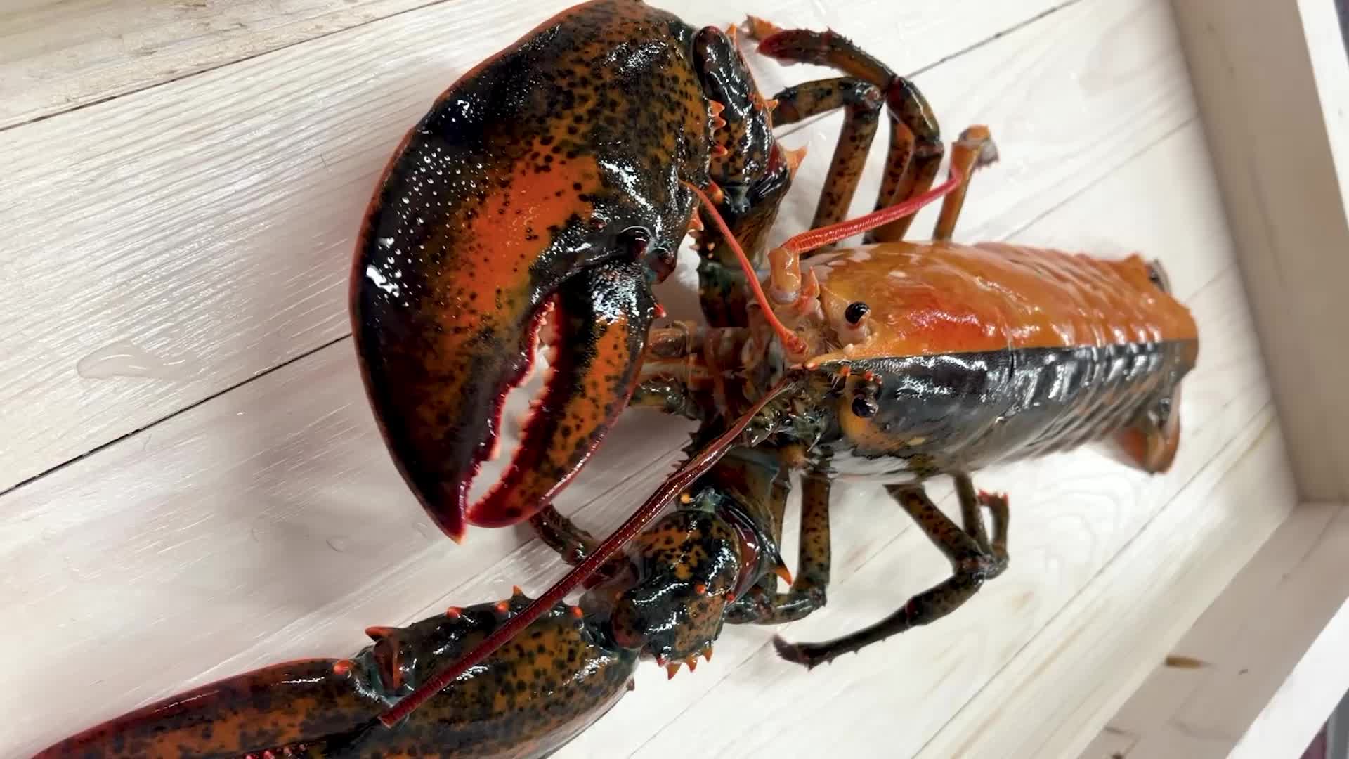 One In 50 Million: An Ultra-Rare Lobster Caught Off Cape Cod