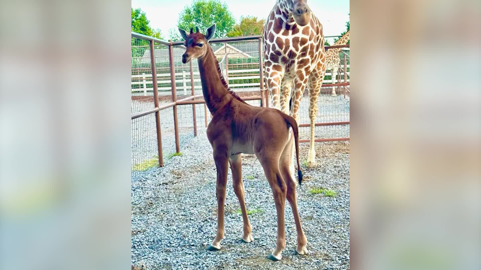 One-Of-A-Kind Spotless Giraffe Born At Tennessee Zoo