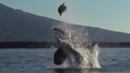 Orca Tosses Food in Mid-Air