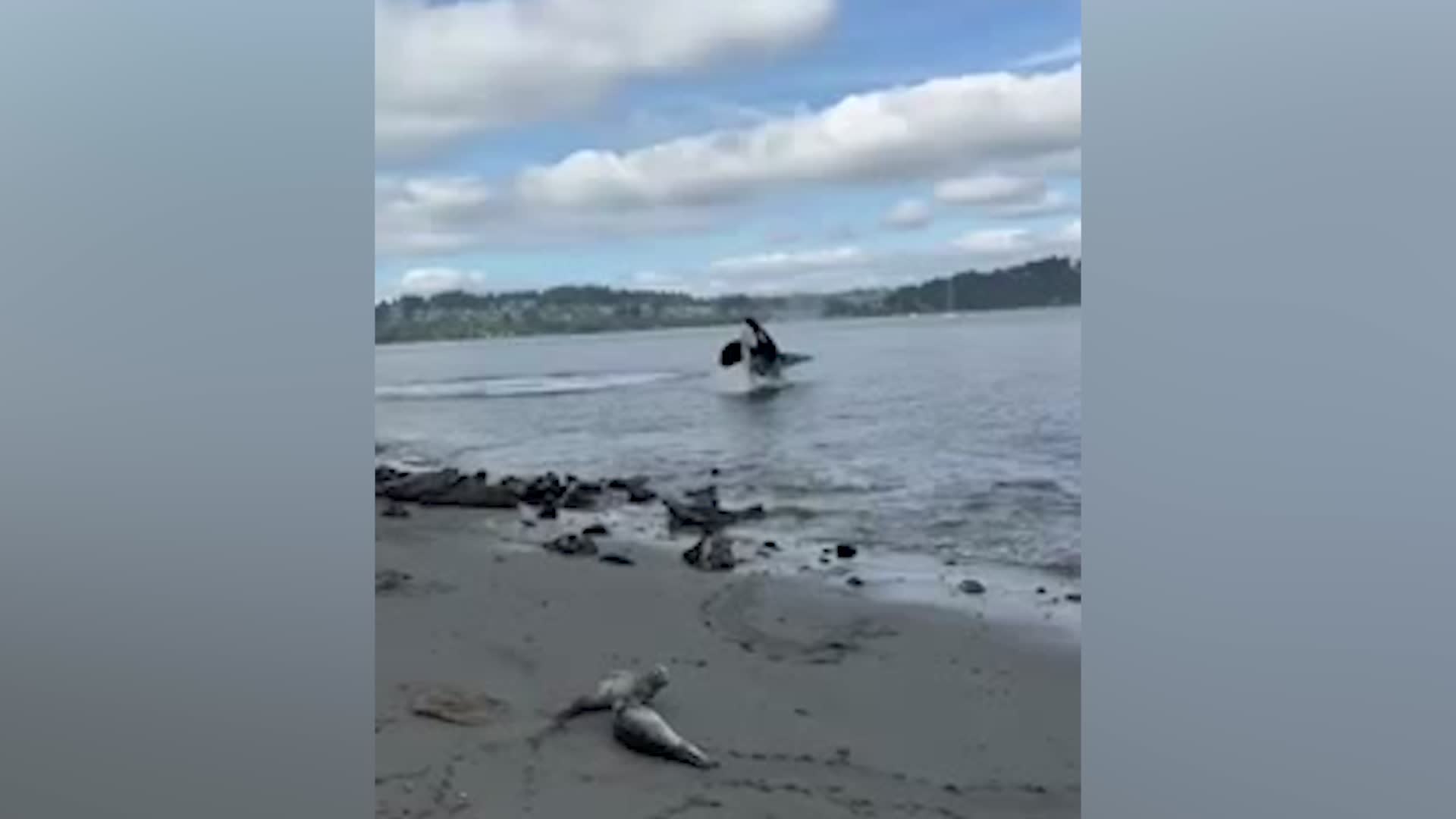 Orcas Launch Into The Air During Seal Hunt