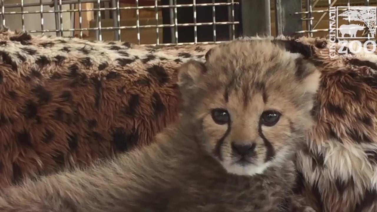 Orphaned Cheetah Cub Gets New Home