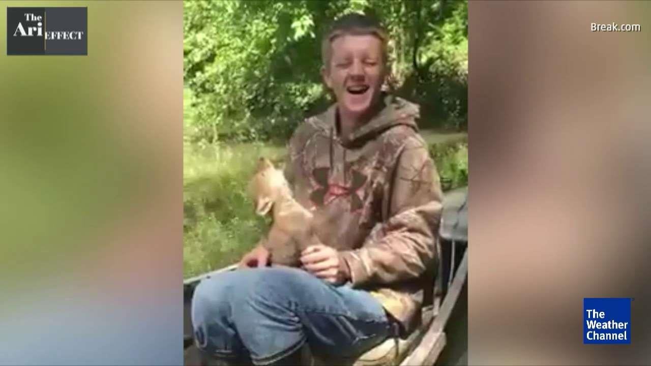 Orphaned Coyote Pup Howls with His Human
