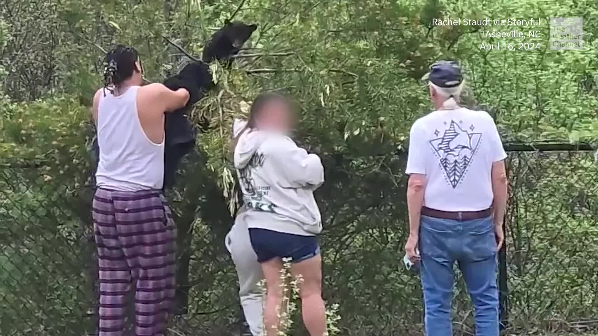Outrage After Bear Cubs Pulled From Tree For Selfies
