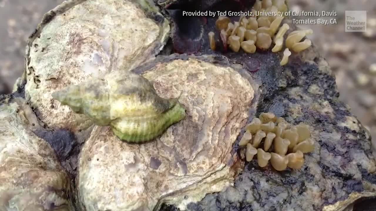 Oysters in Peril, Thanks to Climate Change
