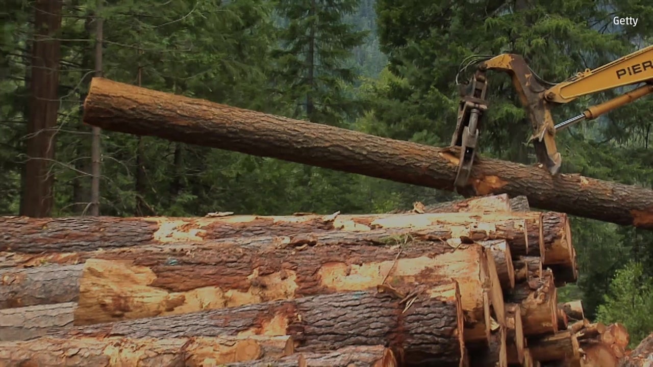 Pacific Northwest Trees Being Flushed Down Toilet