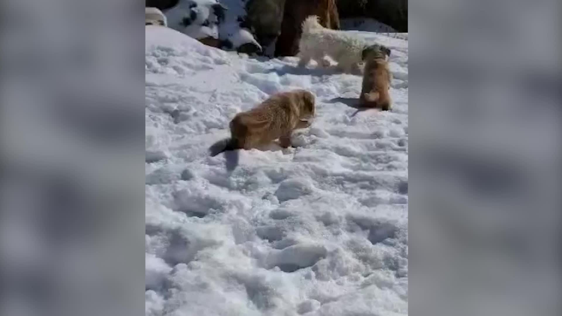Pair Of Puppies Frolic In Their First Snow