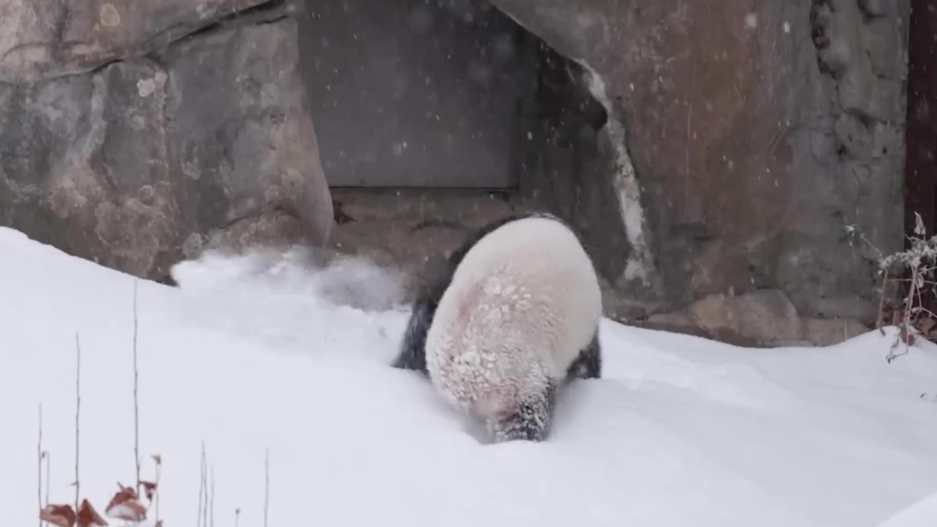 Pandas Frolic In DC Snowfall After Winter Storm Blair