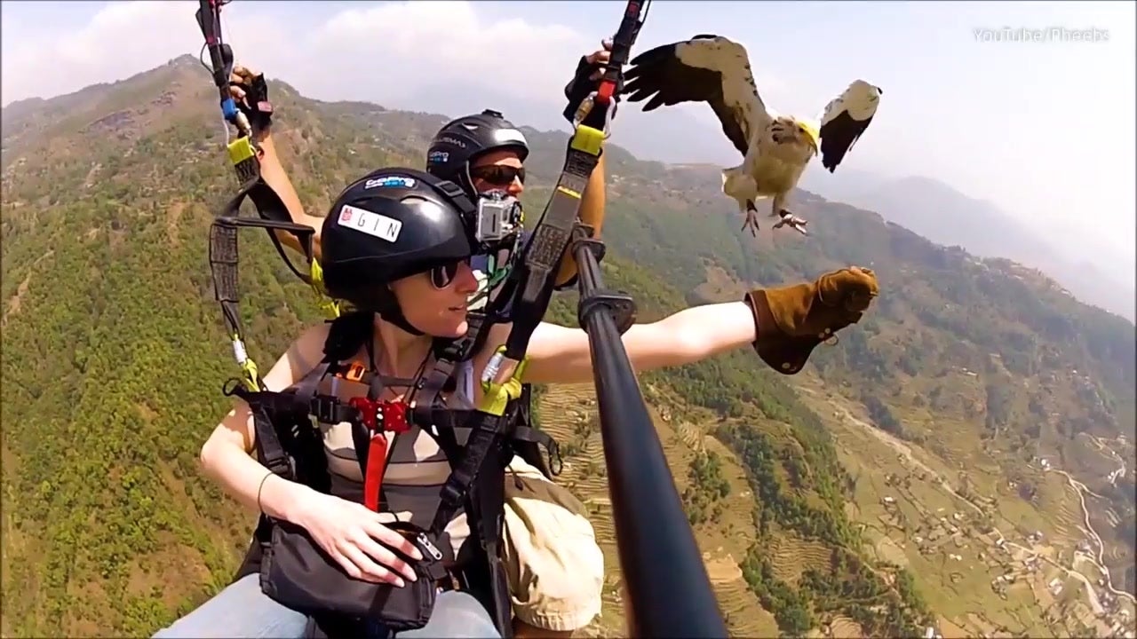 Paragliding With Hawks In Nepal