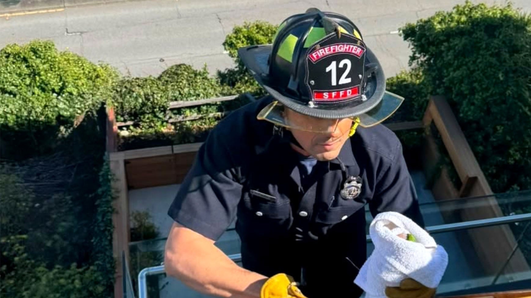 A parrot in a towel being rescued
