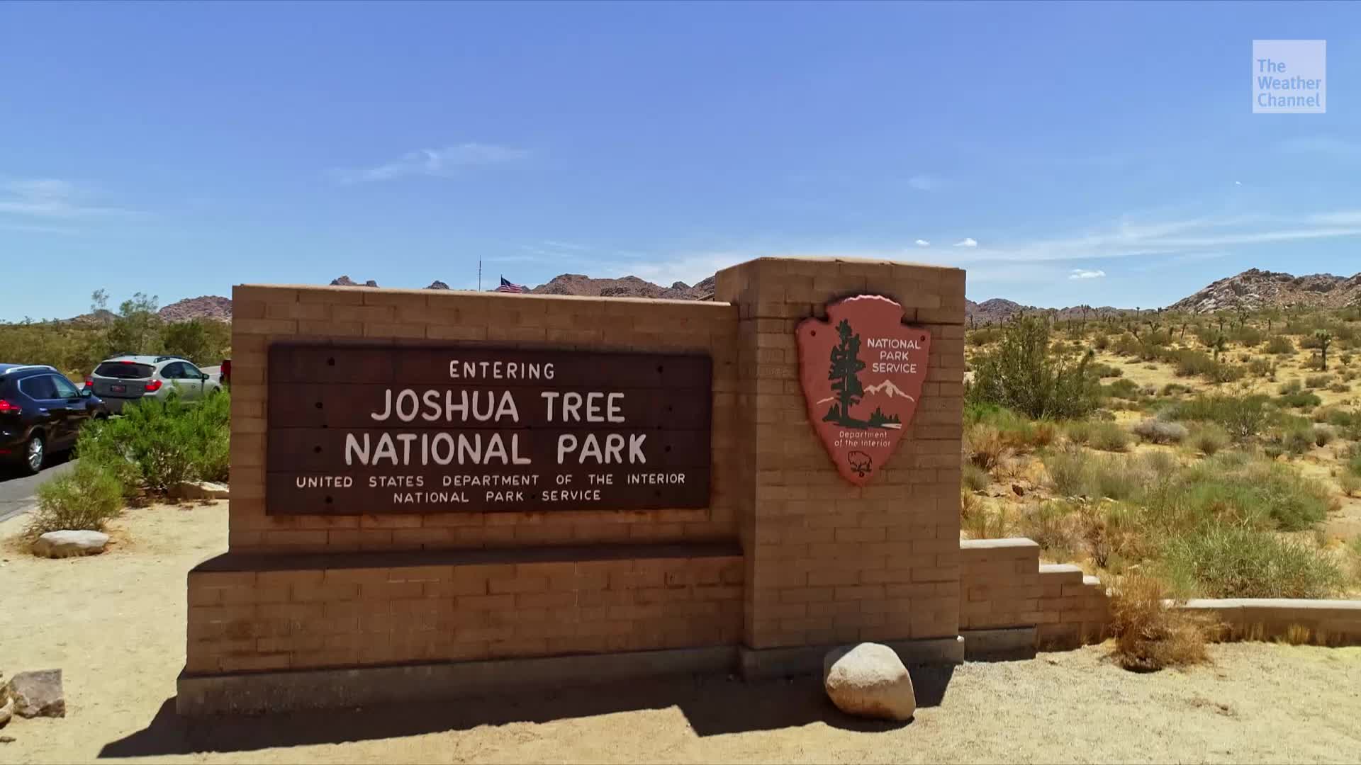 Part Of Joshua Closed Due To &lsquo;Increased Bee Activity&rsquo;