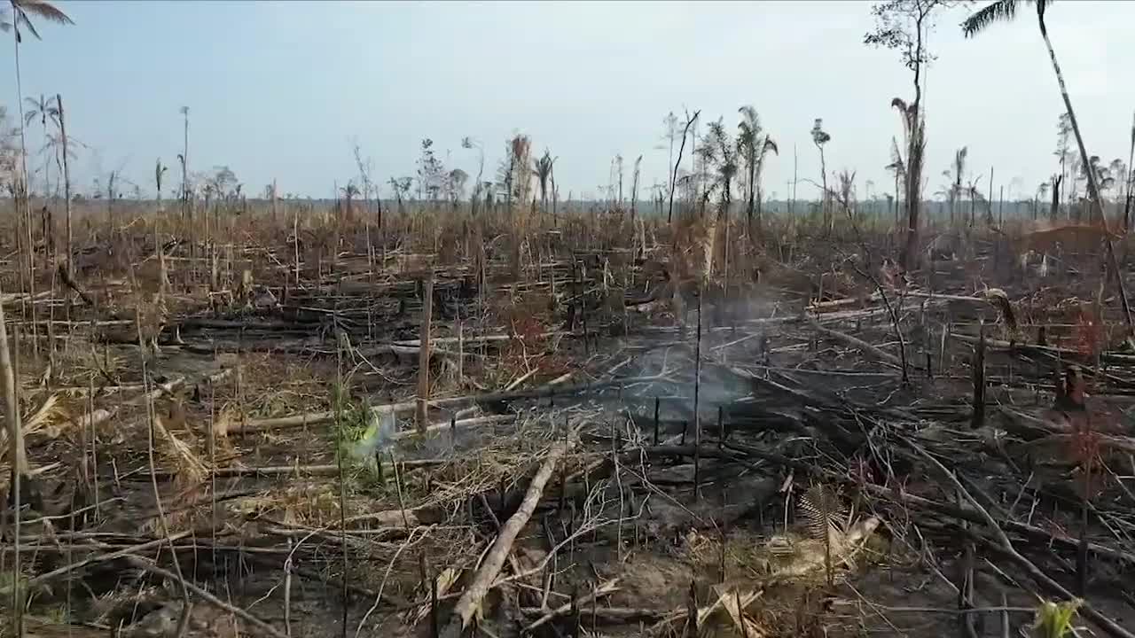Parts of the Amazon Rainforest Emitting More Carbon Dioxide Than They Absorb