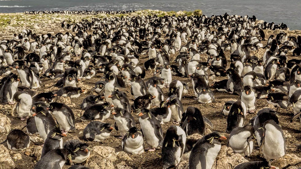 Penguin-Filled Private Island in Falklands up for Sale